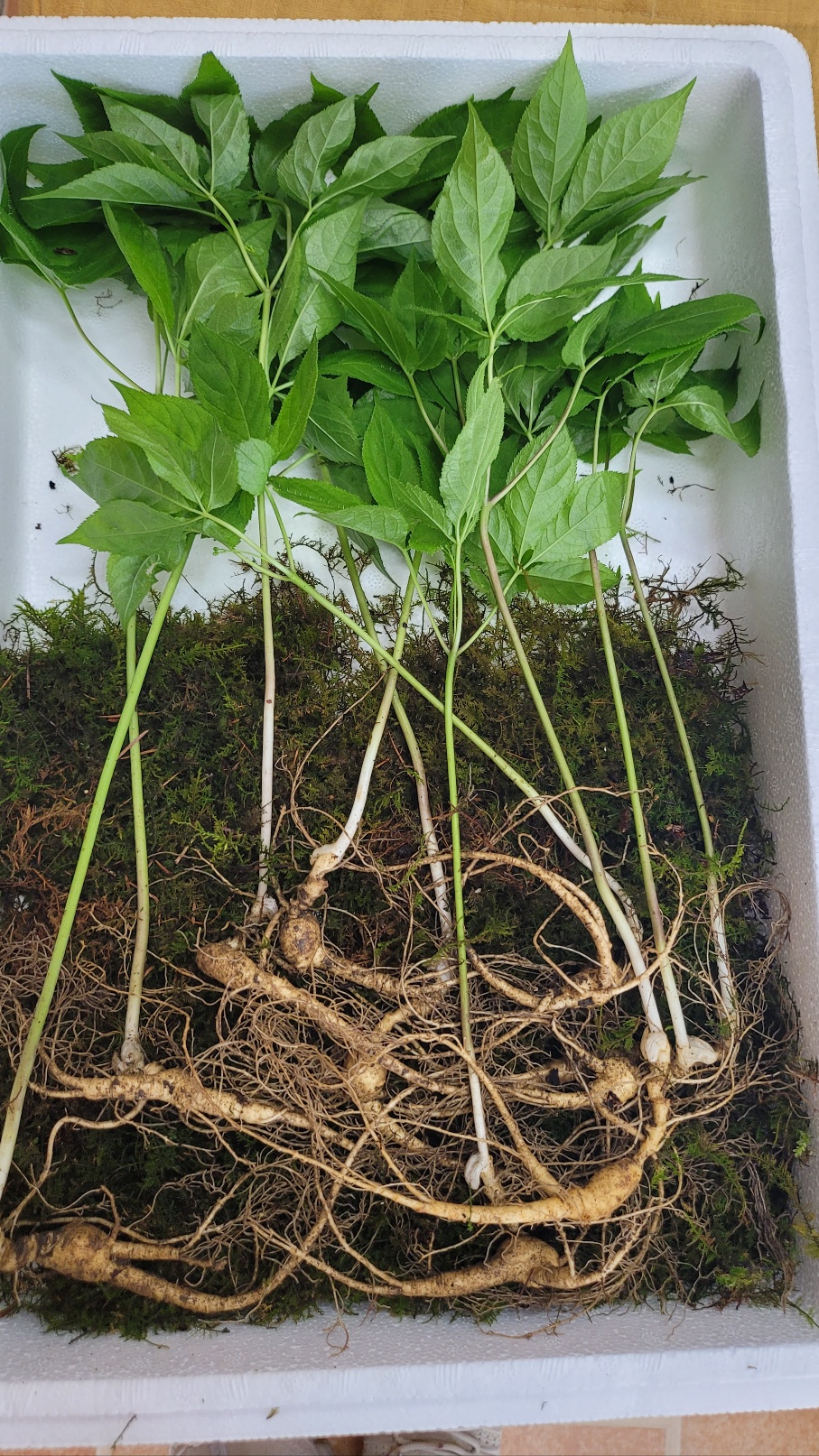 산양산삼 10년근 10뿌리